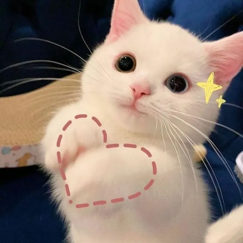 Cười ngất với meme cute mèo siêu hài hước