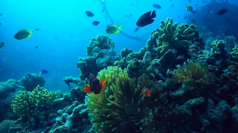 Giải pháp bảo vệ hệ sinh thái biển