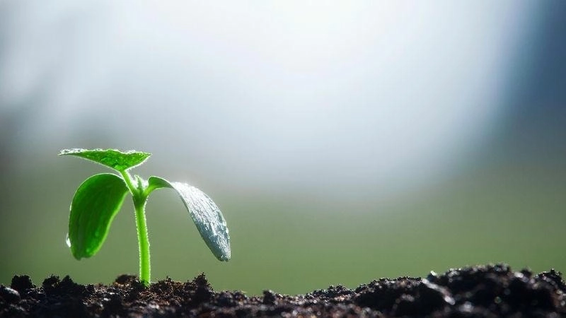 Giải pháp khôi phục và bảo vệ đất bền vững