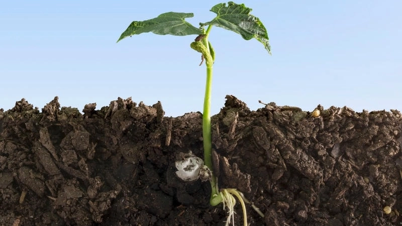 Con đường hướng tới phục hồi và phát triển bền vững