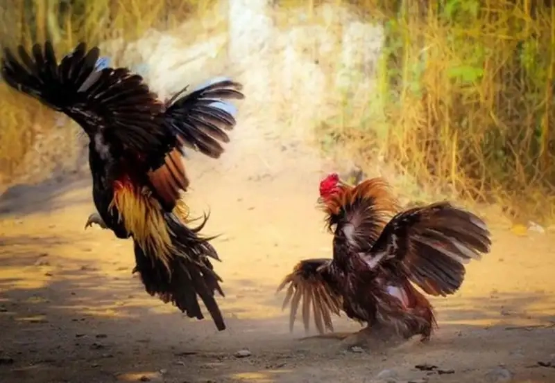 Chiến thuật cá cược đá gà cựa dao XX88 thắng lớn