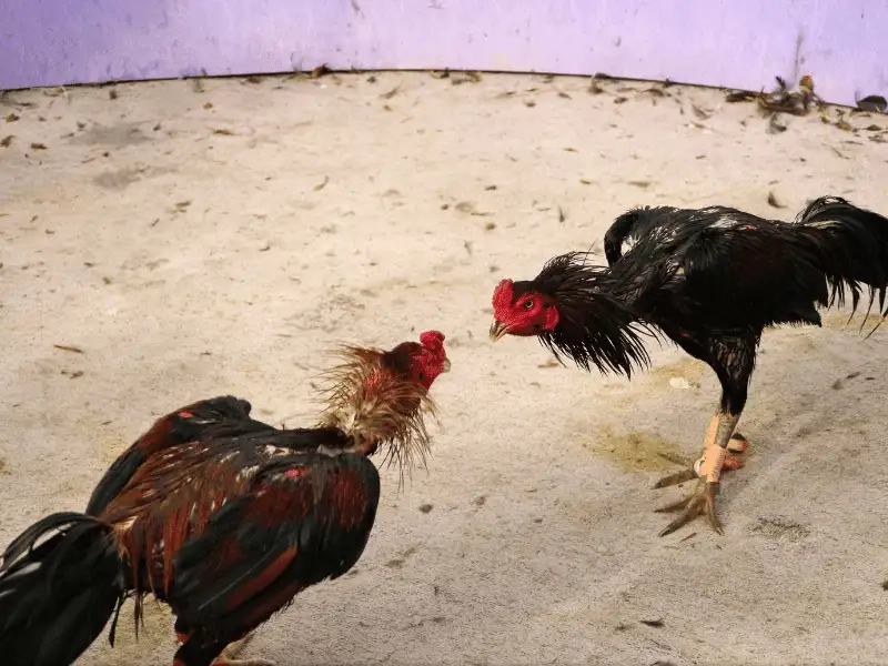 Đá gà cựa dao XX88 – Trận chiến đỉnh cao không bỏ lỡ