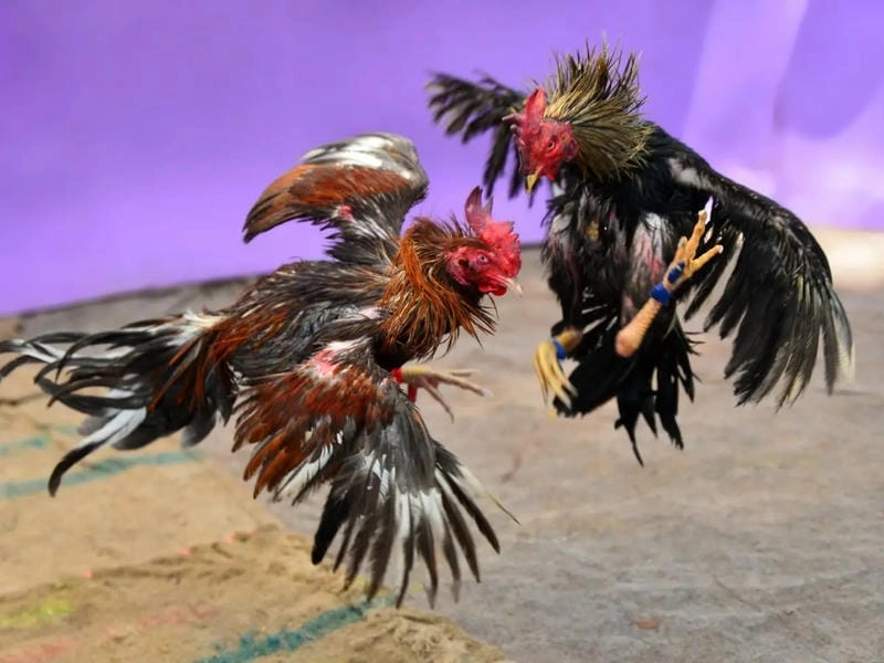 Quản Lý Vốn Thông Minh Kết Hợp Chiến Thuật Mới 