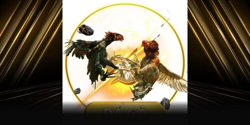 Giới thiệu về đá gà fun88 trực tuyến