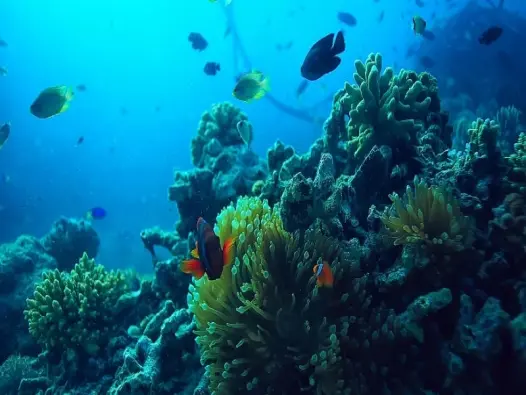 Hệ sinh thái biển và vai trò quan trọng đối với cuộc sống