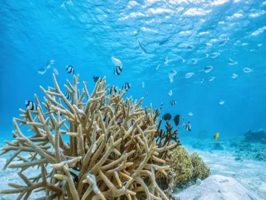 San hô chết – Nguy cơ lớn đối với sinh thái biển hiện nay