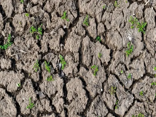 Thoái hóa đất – Thách thức âm thầm đang đe dọa Trái Đất