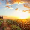 Hoa Hướng Dương: Biểu Tượng Của Sức Sống và Ý Nghĩa Sâu Sắc Như Ánh Mặt Trời