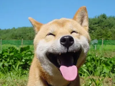 Tuyển tập meme hài hot trend siêu vui nhộn mới nhất