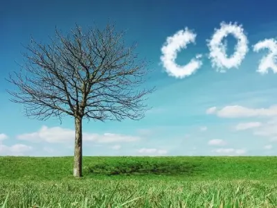Hấp thụ carbon và hướng đi bền vững cho trái đất xanh