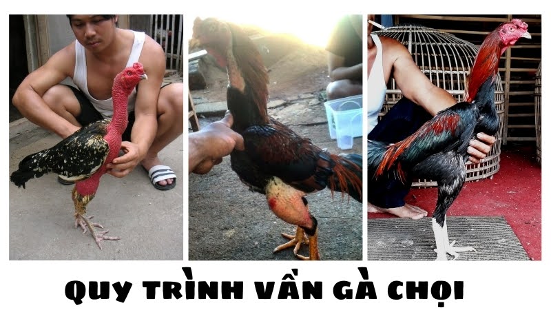 Vần gà chọi 03